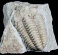 Inch Calymene Celebra Trilobite #4310-1